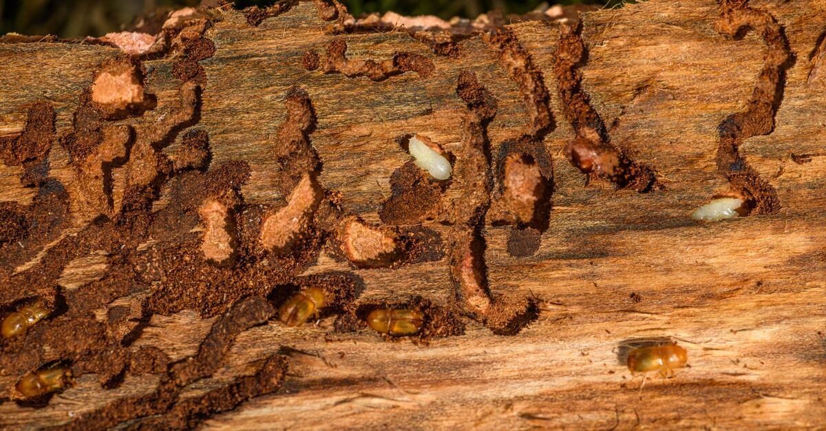 SEO for Pest Control Companies in Atlanta, Georgia