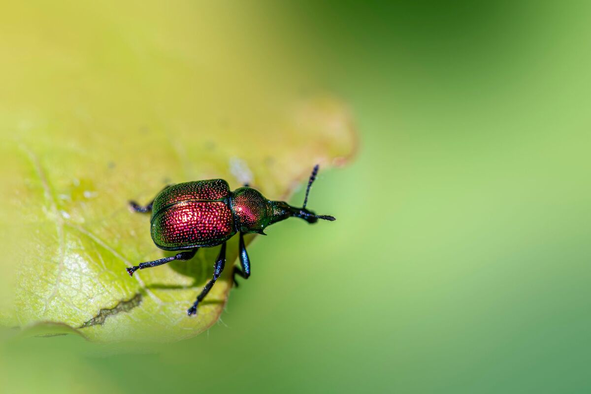 Pest Control Companies in the Atlanta metro area