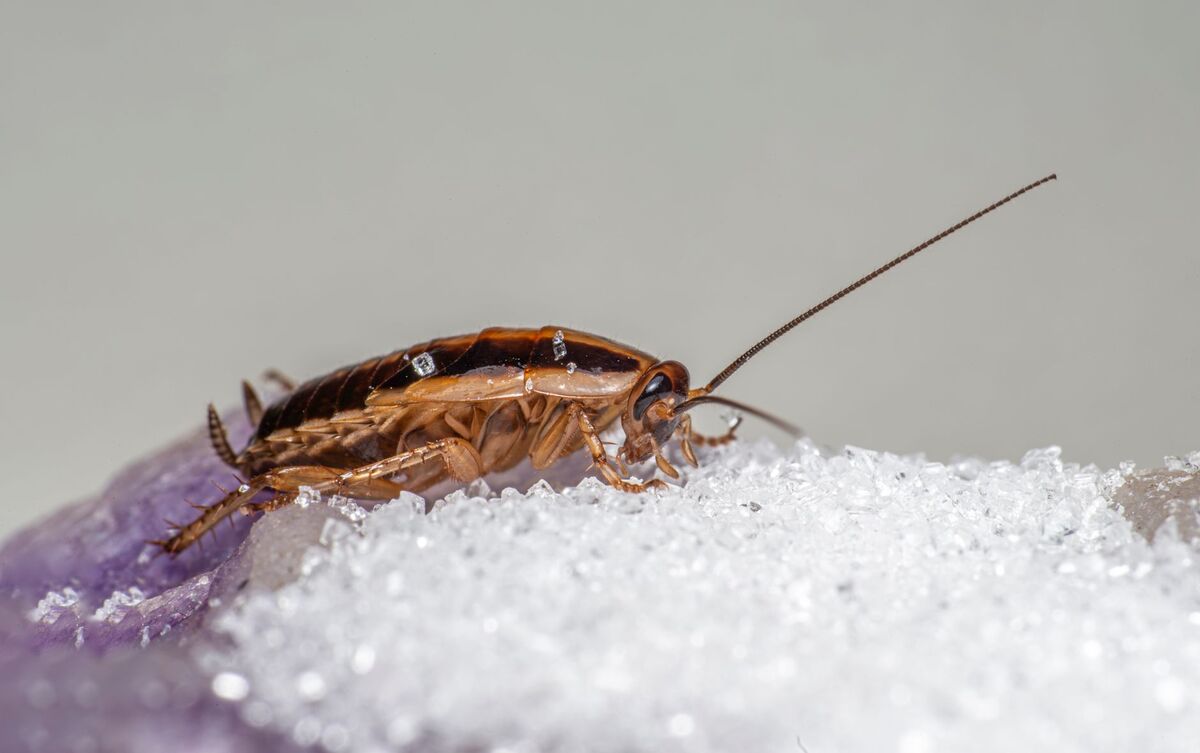 Local SEO for Pest Control Companies in Atlanta