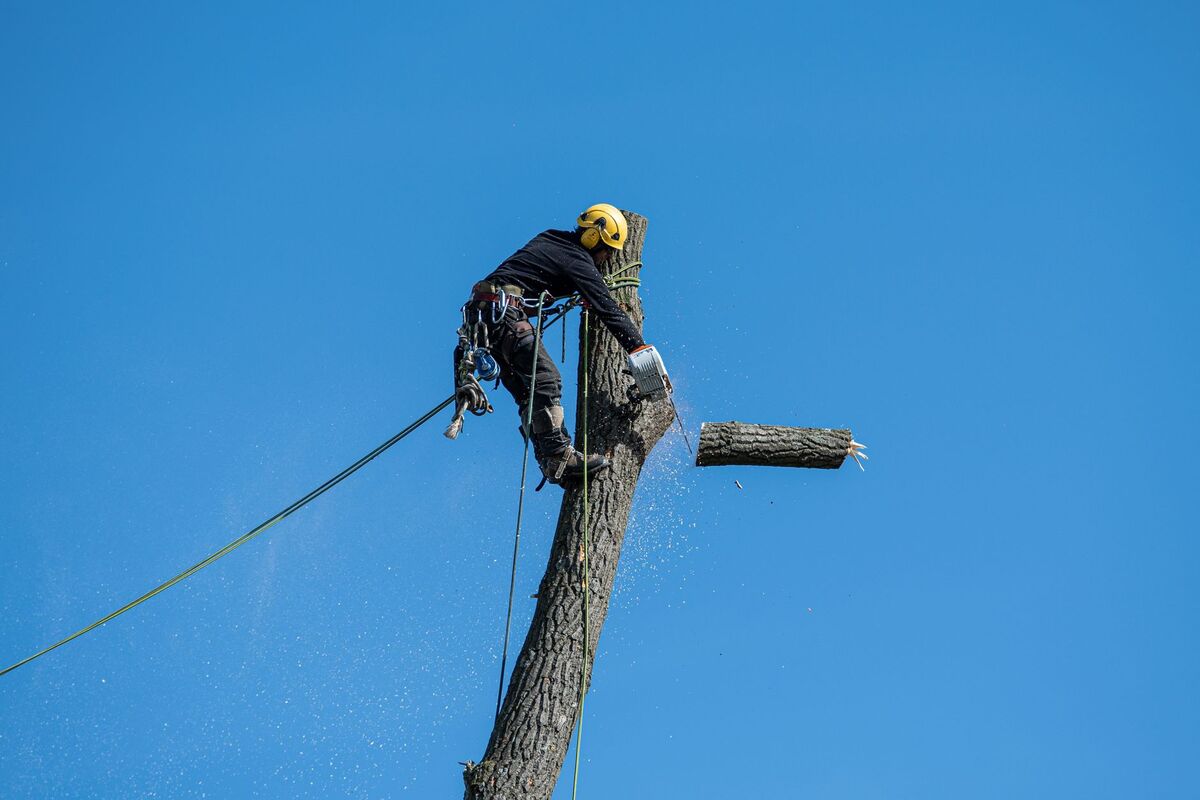 Tree Services in the Atlanta metro area
